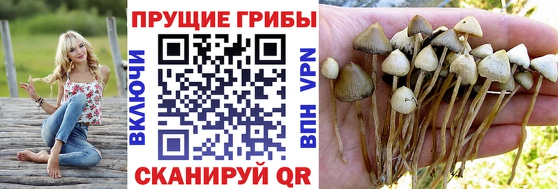 Псилоцибиновые грибы Psilocybine cubensis  Шуя 